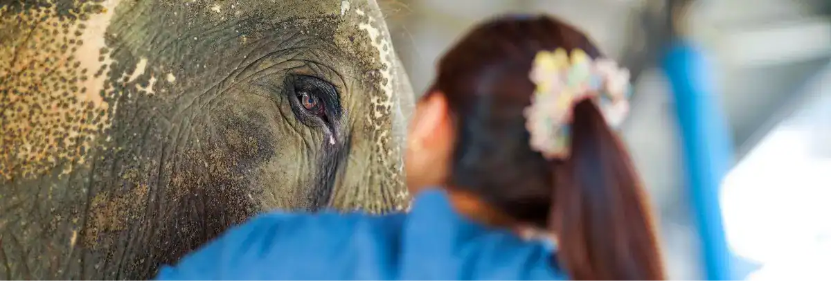 Elephant Jungle Sanctuary