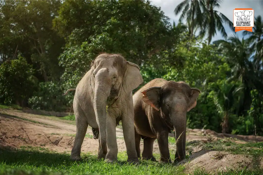 ethical-elephant-sanctuary-samui-elephant-jungle-sanctuary