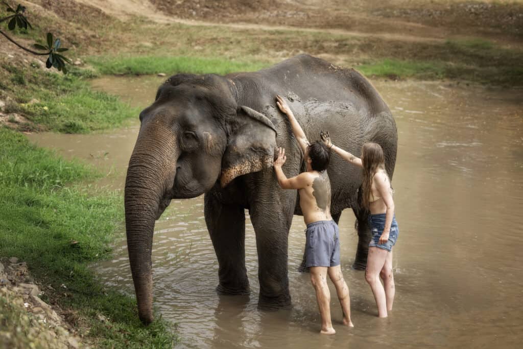 Ethical Half-Day Premium Elephant Sanctuary Tour